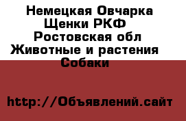 Немецкая Овчарка Щенки РКФ - Ростовская обл. Животные и растения » Собаки   